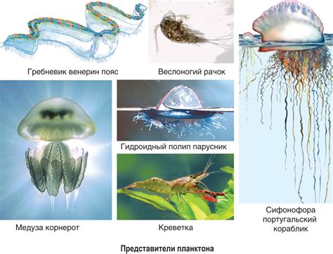 Укоренение листа в водной среде