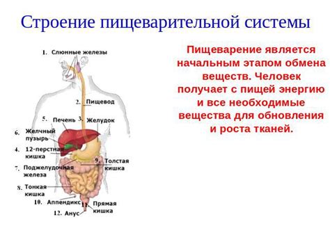 Укрепление работы пищеварительной системы и поддержание здорового обмена веществ