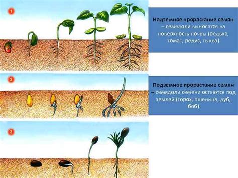 Улучшение здоровья и развития растений