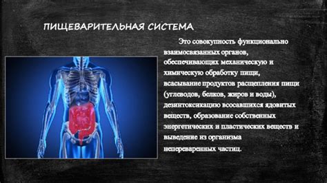 Улучшение функционирования пищеварительной системы