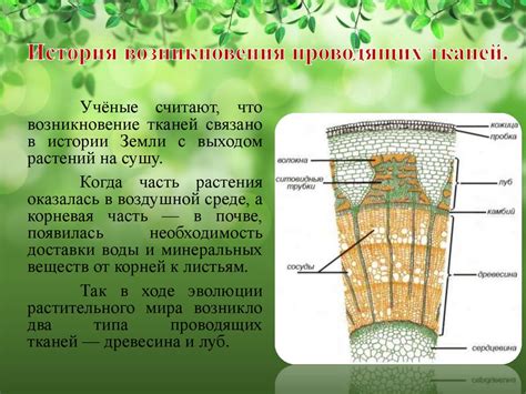 Уникальная организация проводящей ткани у различных растений