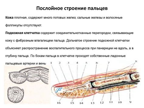 Уникальная структура пальца, имеющаяся у определенной части населения