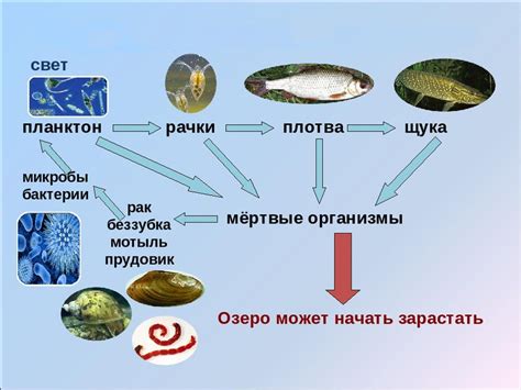 Уникальная экосистема озера: редкие виды рыб и обитатели дна