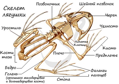 Уникальные особенности кисти и пальцев у разнообразных видов земноводных