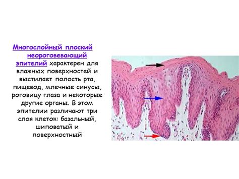 Уникальные особенности многоуровневого некортифицирующего плоского перистальтического эпителия