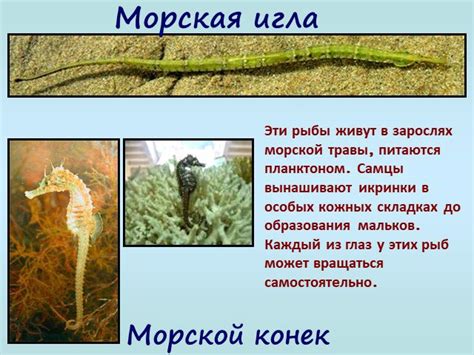 Уникальные черты биологии морской фауны Черного моря