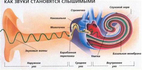 Уникальный раздел: Звуковой мир тигра: устройство слухового восприятия