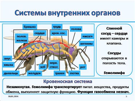 Уникальный раздел: Особенности оболочек и систем органов у насекомых и моллюсков