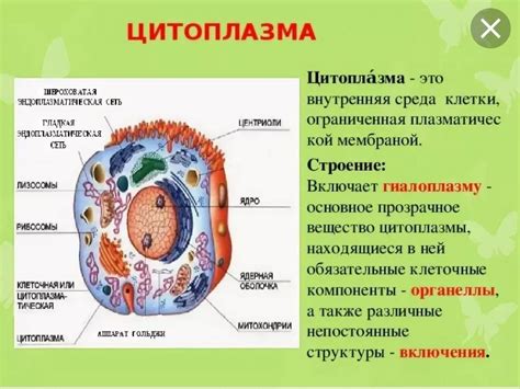 Уникальный раздел: Структура и функции цитоплазмы в клетках растений