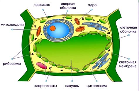 Уникальный раздел статьи: Роли и функции пространства в жизни растительной клетки