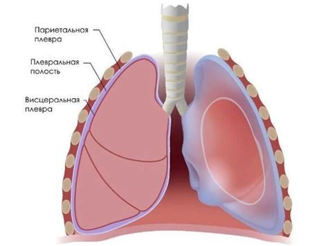 Уникальный состав плевральной полости: особенности компонентов и их роли