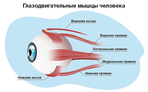 Управление движениями глазных мышц