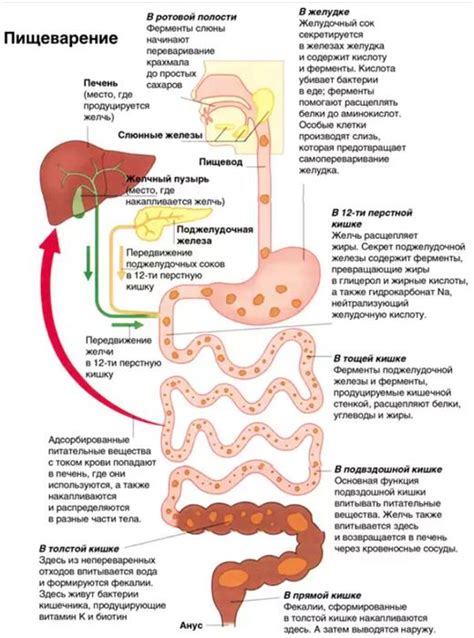 Усвоение углеводов в кишечнике: процесс поглощения энергетических веществ