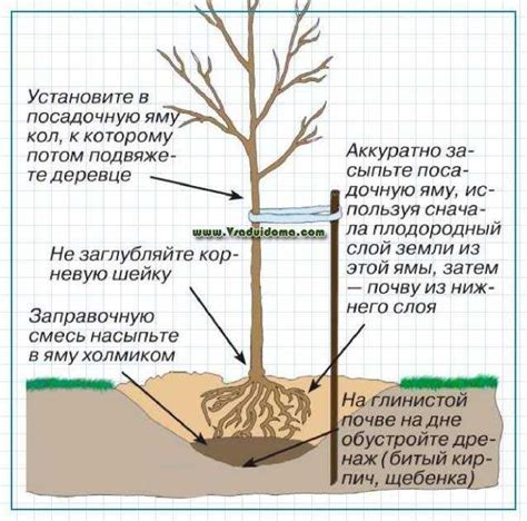 Условия и требования для успешного приживления осенних срезанных растений