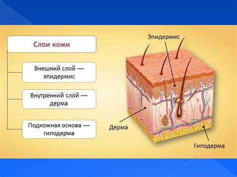 Усовершенствование тона и структуры кожи