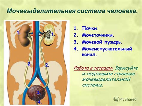 Устранение бериллия из организма с помощью мочевой системы