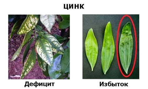 Устранение поврежденных и больных пластинок в растении