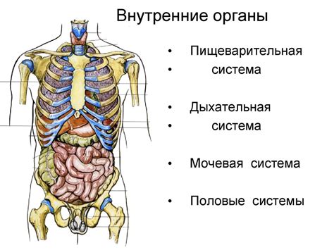 Устройство животной полости женщины и ее основные внутренние органы