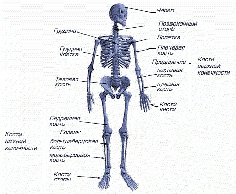 Устройство скелета: функция ребер в поддержании органов