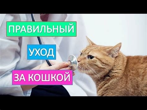 Уход за кошкой с гепаторенальным синдромом