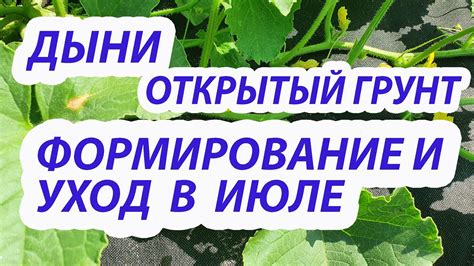 Уход за растением льна: полив, подкормка и защита от вредителей