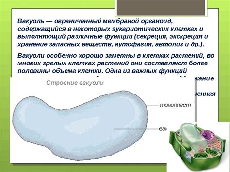 Участие вакуоли в регуляции внутренней среды клетки