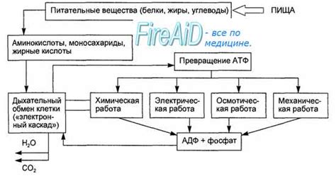 Участие в регуляции обмена веществ