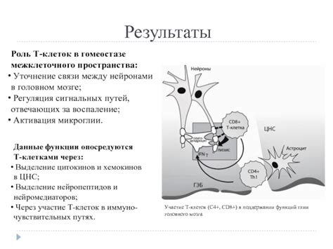 Участие межклеточного контакта в сигнальных путях и передаче сигналов