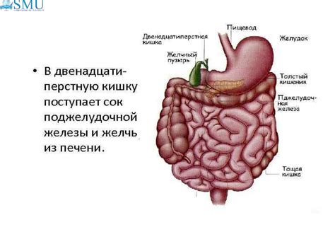 Участие микроворсинок в пищеварении