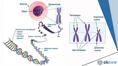 Фазы изучения структуры хромосом