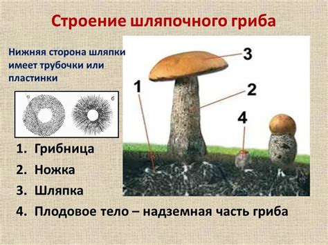 Фазы роста и развития плодового тела грибов, происходящие под тополями