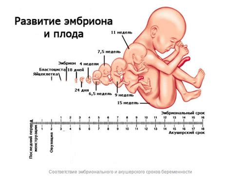 Факторы, влияющие на низкое позиционирование хориона в ранние стадии беременности