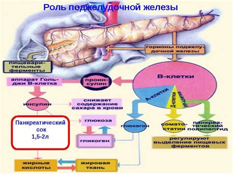 Ферментативное разрушение углеводов поджелудочной железой