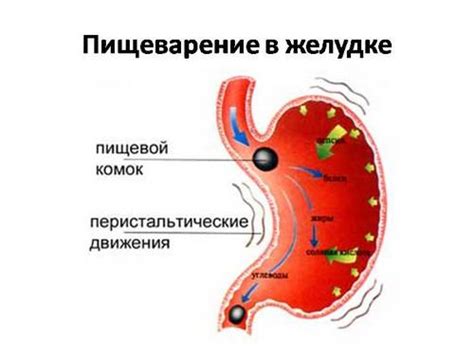 Ферментативный процесс расщепления глюкозы в желудке