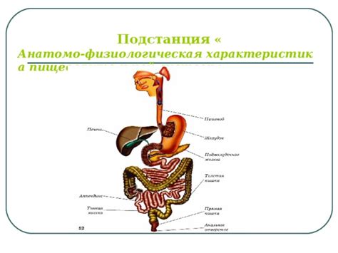 Физиологическая подготовка: готовность пищеварительной системы