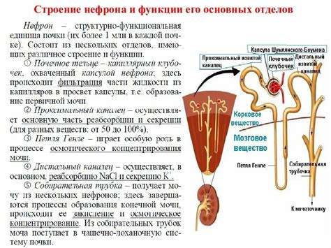 Физиологическая роль гепатофугального кровотока 