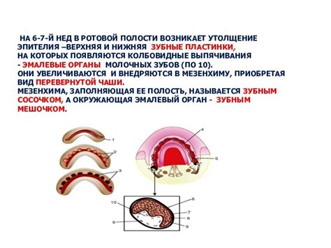 Физиологические и возрастные особенности пульсации