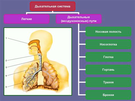 Физиологические особенности: влияние строения организма на предпочтения кисок