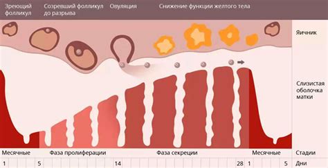 Физиологические процессы, определяющие возраст появления месячных у девочек