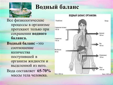 Физиологические процессы в организме при активности и восстановлении