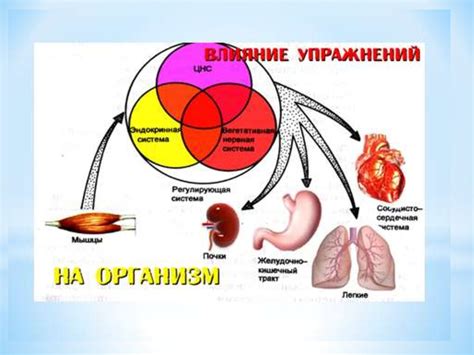 Физиологические функции энергетического центра у мужчин