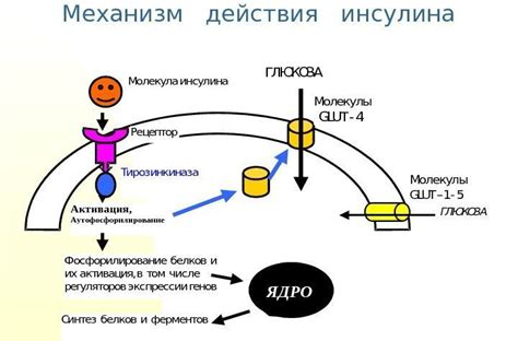 Физиологический механизм действия инсулина