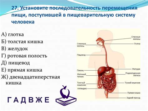 Физиологический процесс переваривания пищи: путь через пищеварительную систему