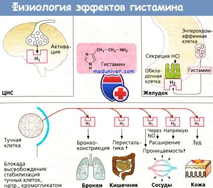 Физиологическое действие гистамина