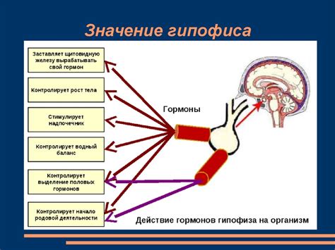 Физиологическое значение секреции слизи: взаимосвязь функций и состава