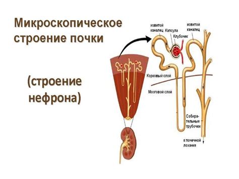 Физиология и процесс мочеиспускания