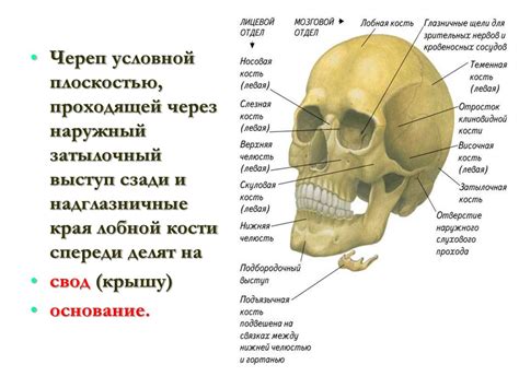 Физическая позиция и взаимосвязь с другими элементами черепа