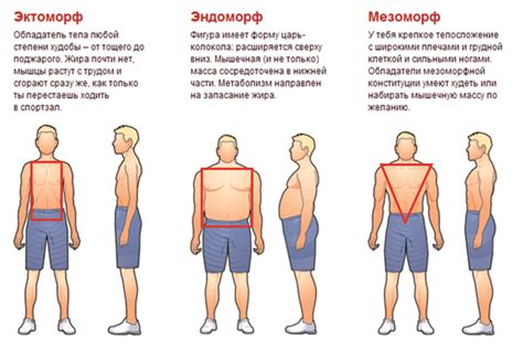 Физические изменения: рост и формирование телосложения