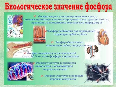 Физическое и химическое расположение фосфора в организме