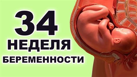 Физическое развитие ребенка на 34 неделе беременности